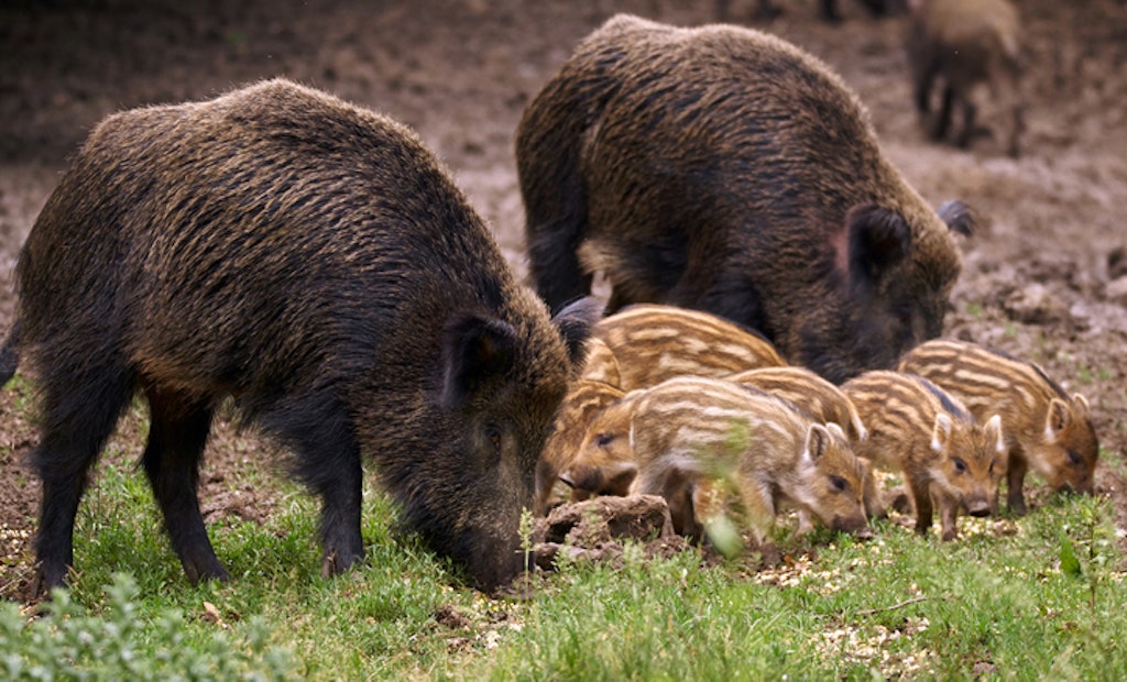 Feral Pigs Getting More Attention in Canada