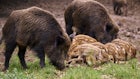 Feral Pigs Getting More Attention in Canada