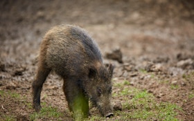 Texans Upset About Feral Pigs in Cemetery
