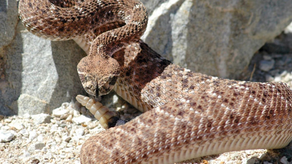 The Truth About Rattlesnakes