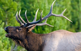Elk Depredation Change Wanted By Landowners