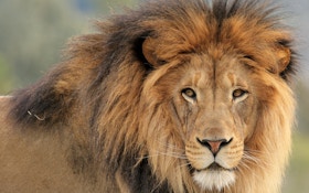 9 Things 'Cecil' Hunter Walter Palmer Wants You To Know