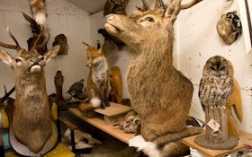 Taxidermy: A Man's World, But She Can Gut And Stuff A Deer With The Best