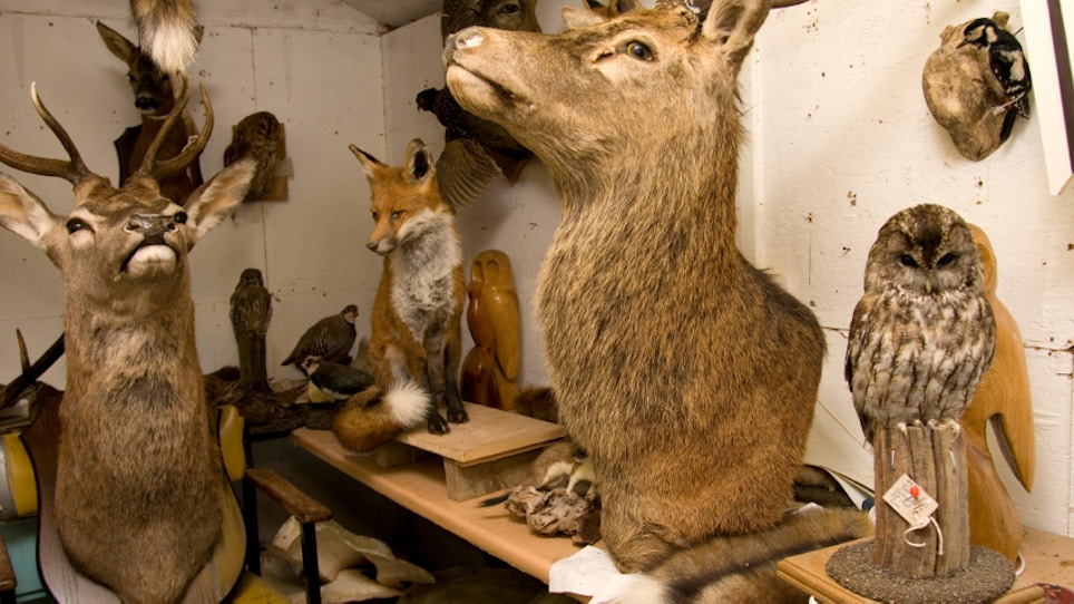 Taxidermy: A Man's World, But She Can Gut And Stuff A Deer With The Best