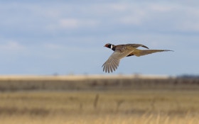 Pheasant Hunters Spend $170 Million In South Dakota In 2015