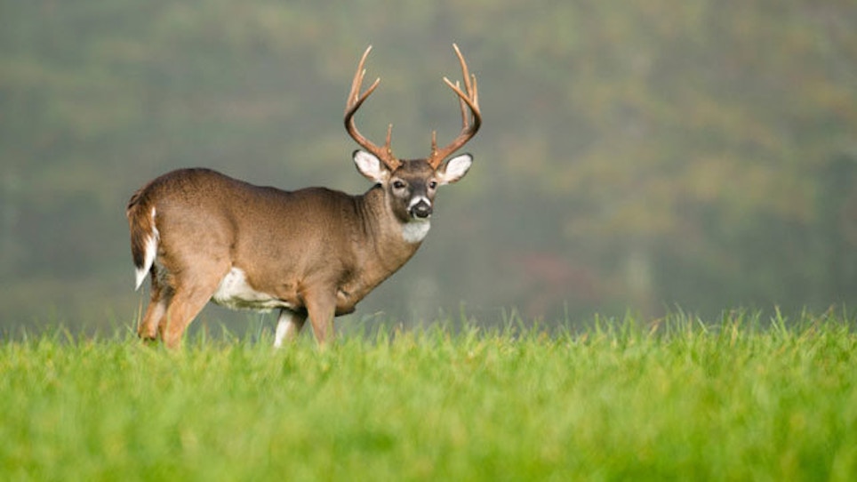 Biology, Bucks highlight annual Southeast Deer Study Group meeting