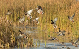 Minnesota Announces Fall Duck And Goose Seasons, Regulations