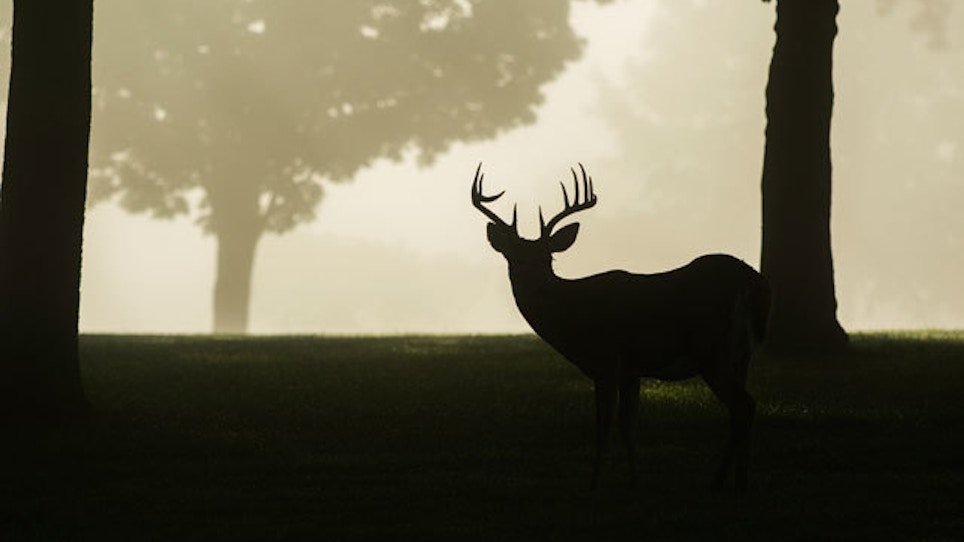 Alabama's Gun Deer Season Could Be Expanded