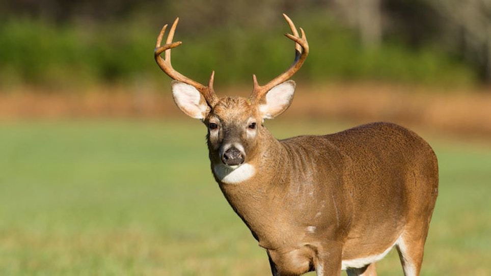 Reports Show Hunters Take More Mature Bucks Than Yearlings