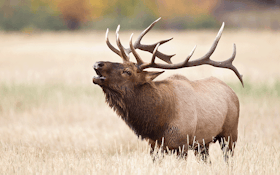 What You Need To Know About Bowhunting Elk On Your Home Turf