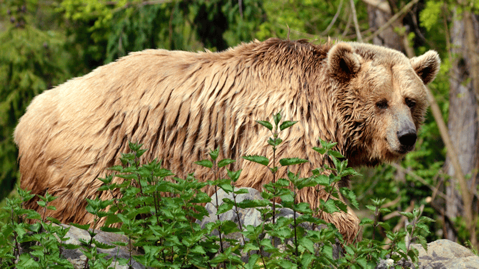 Hunting Guide Dead After Grizzly Bear Attacks During Elk Hunt