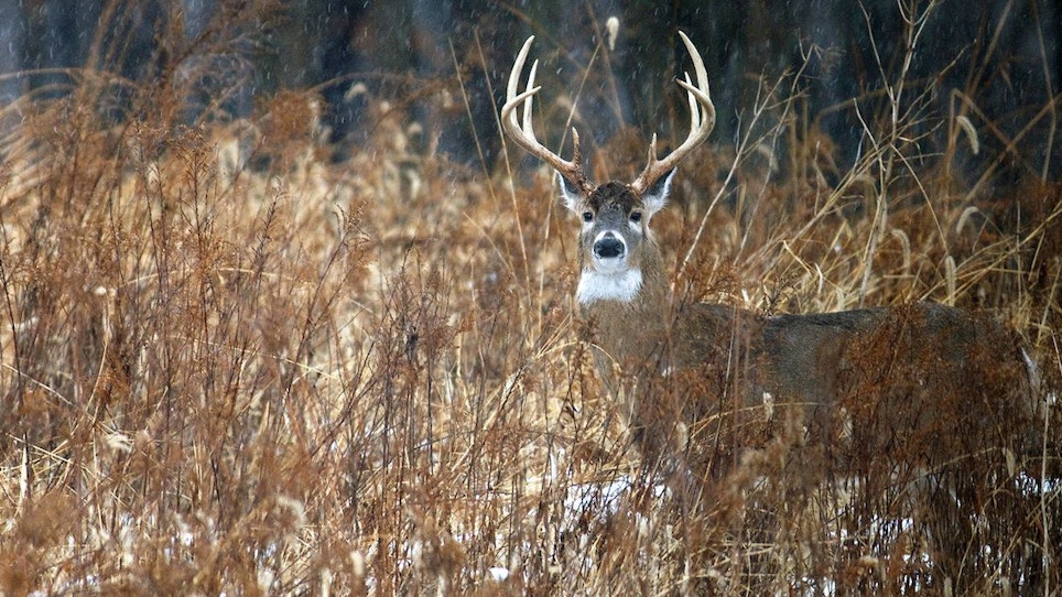 Deadly Deer Tactics: Finding the Whitetail ‘X’