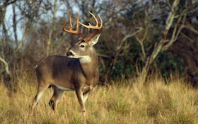 Research: Understanding Hunting Pressure and Deer Movement