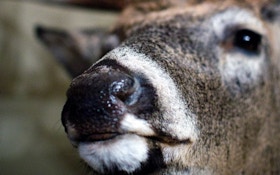 Explainer: the science behind a deer's sense of smell