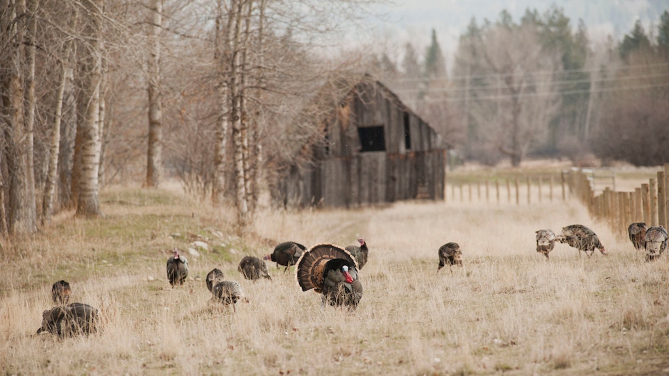 Fall Turkey Hunting Basics: Where, When and How