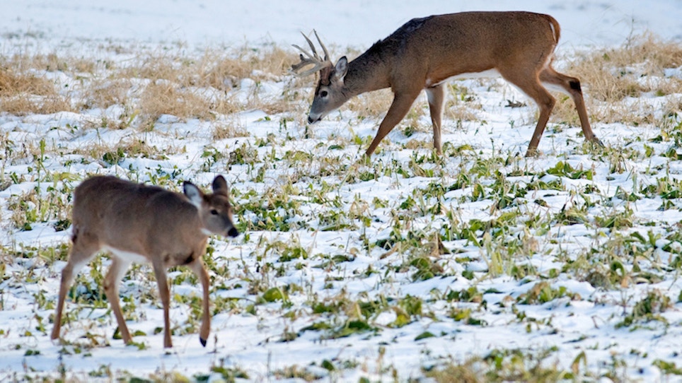 What deer eat in the winter