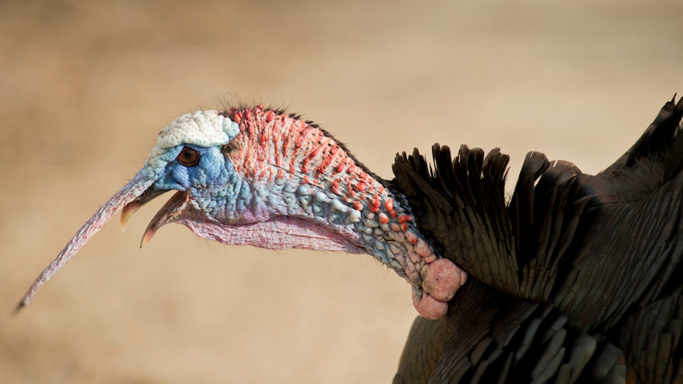 Top 10 Wild Turkey Facts