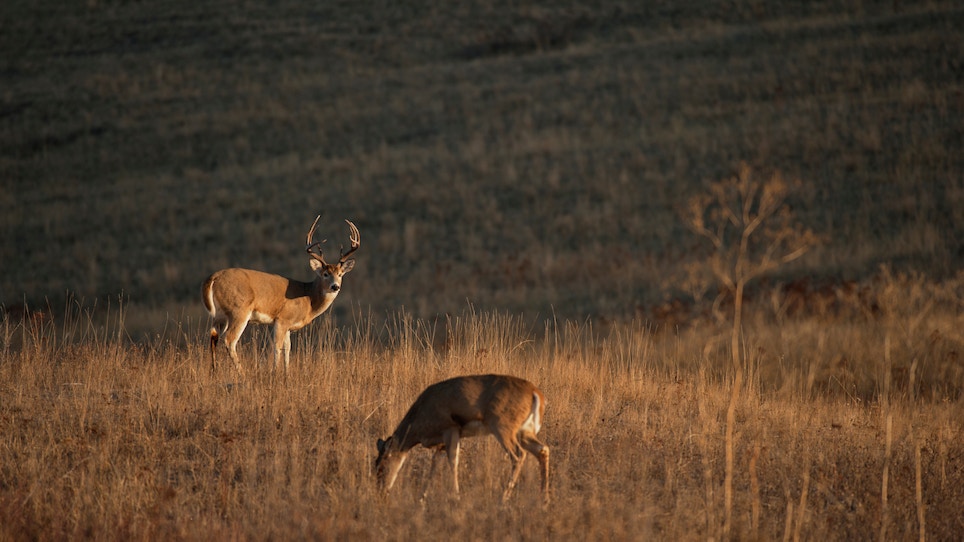 Hunt Science: Do Whitetail Bucks Really Use Seven Scent Glands?