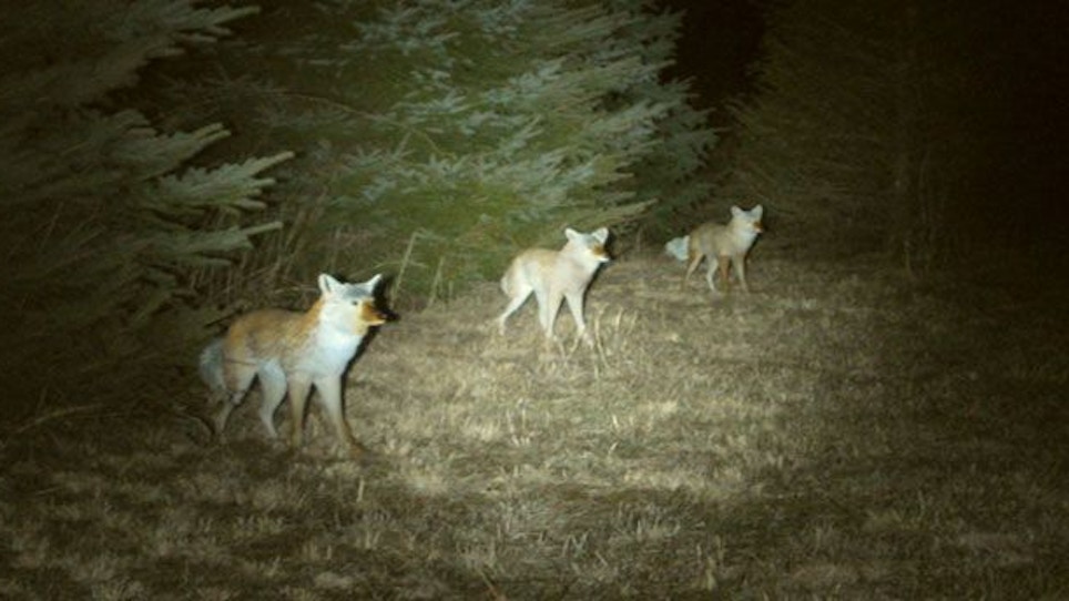 Judging Distance At Night, A Good Skill For Hunters