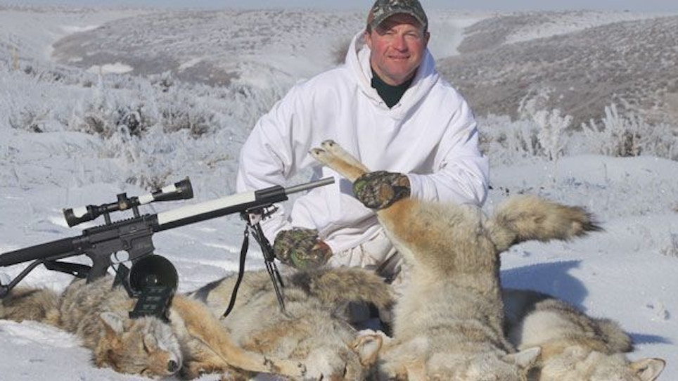 Tips For Hunting Coyotes In Deep Snow Grand View Outdoors