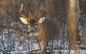 Keep pressure on coyotes and help deer hunting success