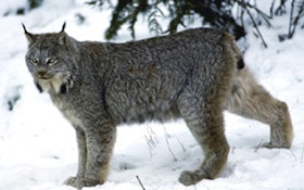 Judge Orders Wildlife Officials To Act On Lynx