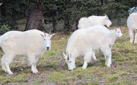 Mountain Goat Encounter In The Colorado High Country