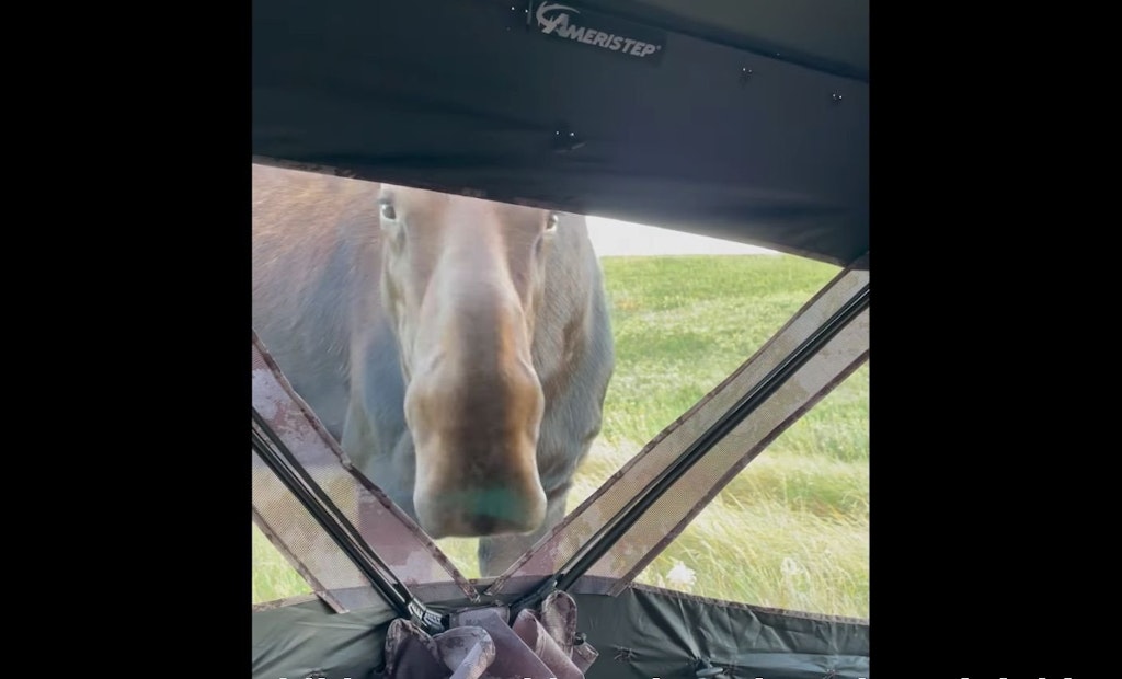 Video: Moose Visits Bowhunter in Ground Blind