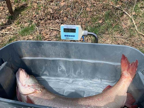 Luke King’s muskie measured 55 1/16 inches long with a 27-inch girth; it weighed 51 pounds.