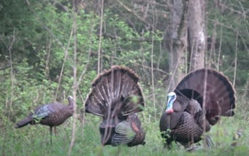Must-See Turkey Hunting Video: Gobbler vs. Decoy (and Decoy Wins!)