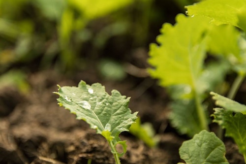 Brassicas will grow fast with timely precipitation. This field shows 10 days of growth after decent rains. (Photo from Whitetail Institute Facebook.)