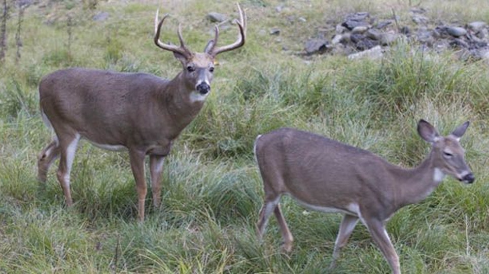 Locking Down October Lockdown Bucks