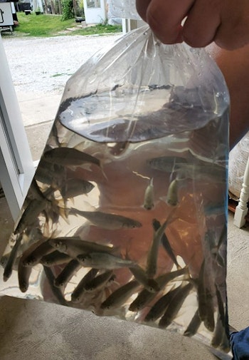 Bait shops often sell minnows in oxygen bags; it’s also how you buy leeches in bulk.