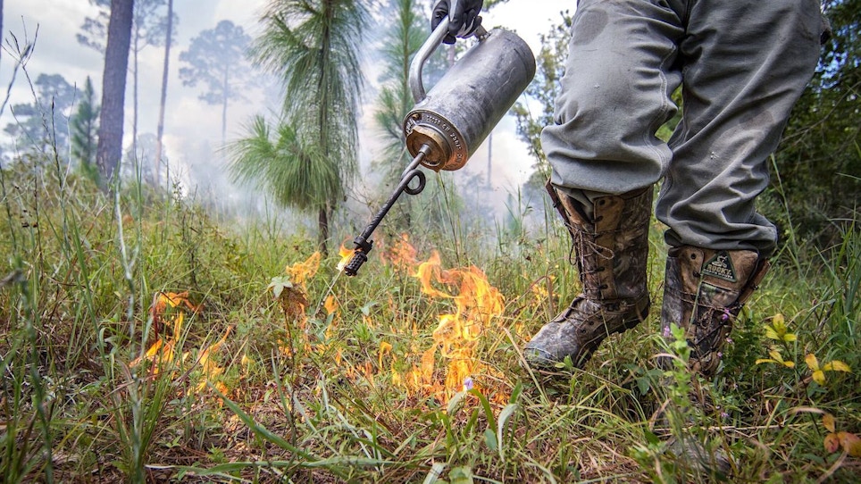 The Relationship Between Bobcats and Forest Fires