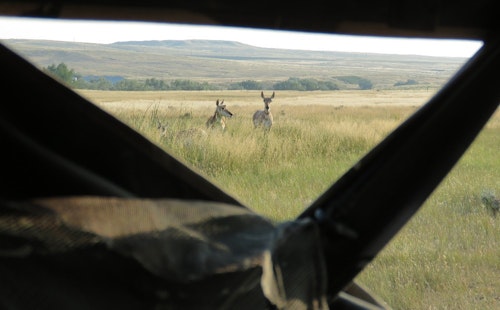 Bowhunters should always pack a pop-up blind when heading West. A blind set up near a waterhole is especially effective on pronghorns.