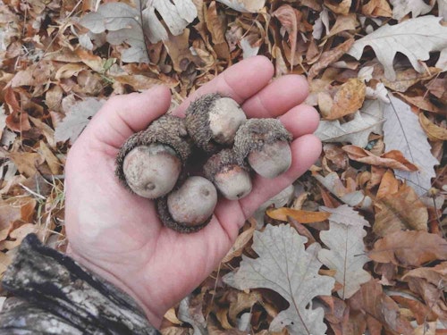 At times, deer will target acorns over all else, including lush food plots. But acorn production isn’t predictable, or dependable. which is why you can’t ignore food plots.