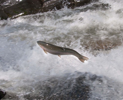 A steelhead runs upstream at Willoughby Falls, Vermont.