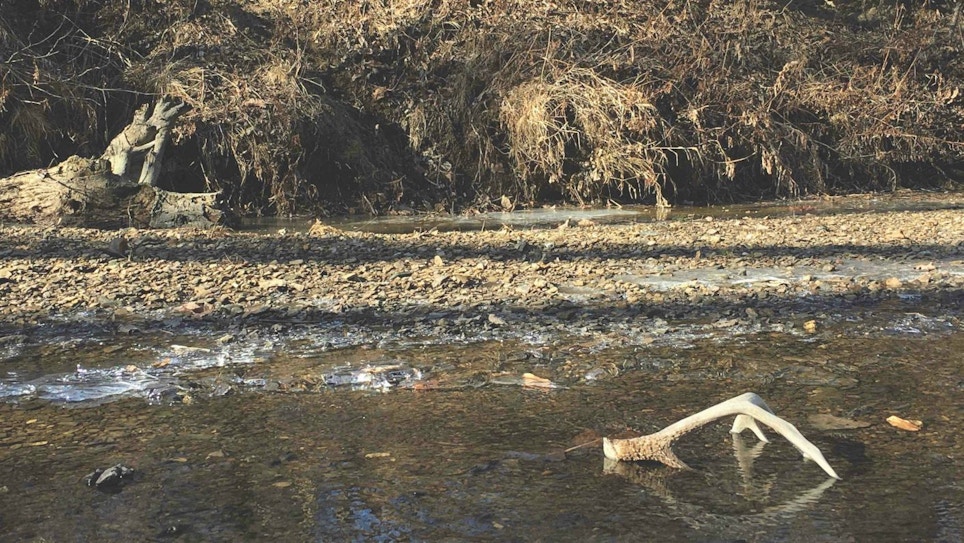 Where to Find Shed Antlers