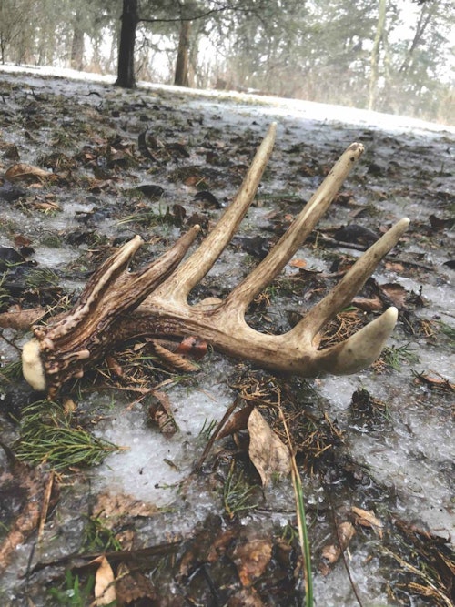 This impressive shed was found near prime thermal cover. Take extra time searching for sheds in these hotspots.