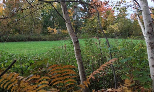 In the food plot scenario above, the author has cleared one shooting lane; you can clearly see it in the left one-third of the photo. If a deer is feeding anywhere else in the field, there’s no shot because the chance of hitting an obstruction (weed top, etc.) is too high. And size of deer is irrelevant. No shooting lane = no shot.
