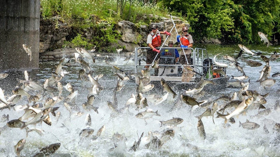 Officials Cautiously Optimstic About Spread of Silver Carp