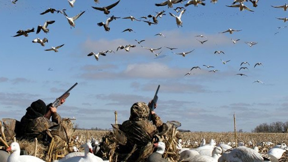 Spring Snow Goose Hunting!
