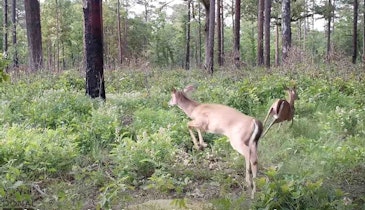 Fascinating Video: Which Predator Sound Spooks Whitetails Most?