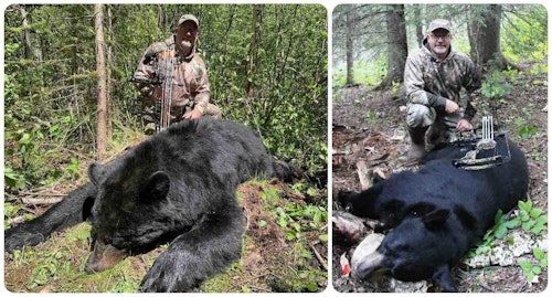 Spring black bear hides (left) tend to have long, lush fur and often a mane of longer hairs on the back and shoulders. The pelts of fall black bears (right) tend to be silkier and shorter. 