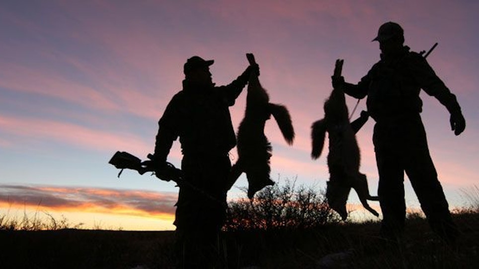 Fur prices are on the rise predator hunters
