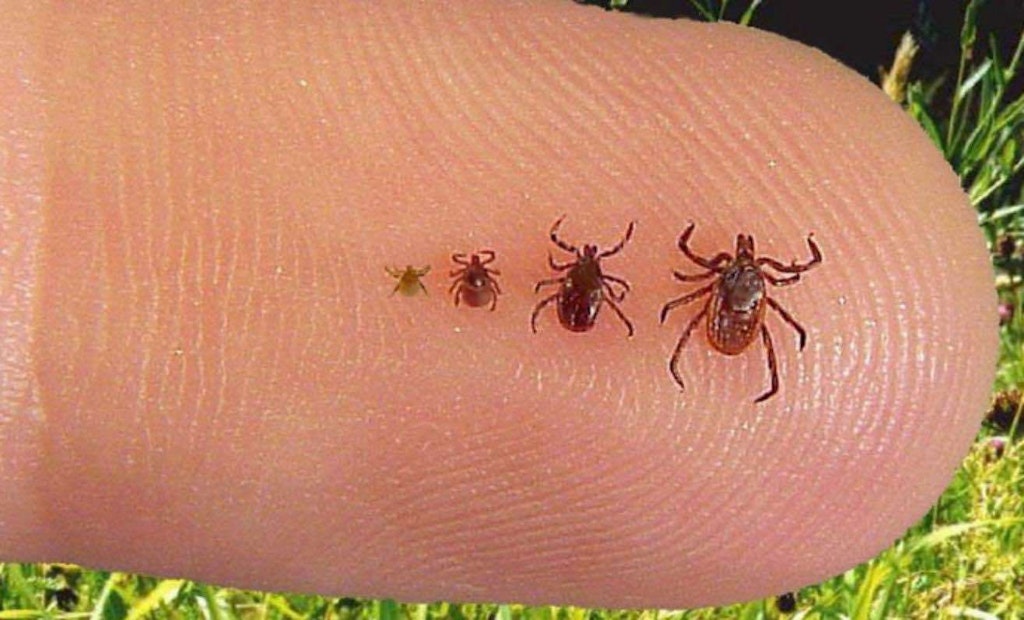 4 Tips to Protect Yourself From Ticks