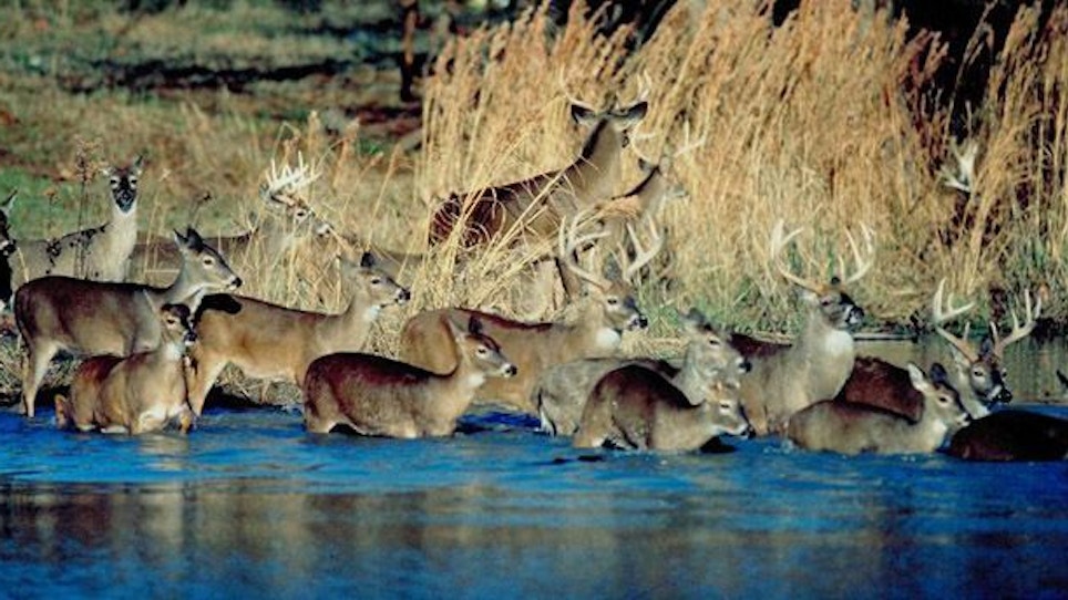 Can You Have Too Many Deer?