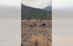 Video: Bowhunter Shoots Turkey and Then . . . Wait . . . What?!