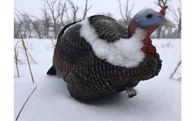 3 Tips for ‘Winter’ Wild Turkeys