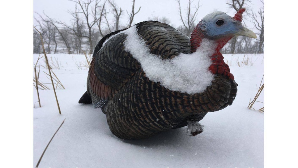 3 Tips for ‘Winter’ Wild Turkeys